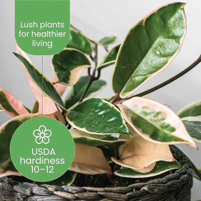 American Plant Exchange 'Krimson Queen' Hoya Carnosa Plant, Tricolor Wax Vine Succulent, Live Potted Houseplant for Home, Garden, Office, Patio Decor, 4-Inch Pot