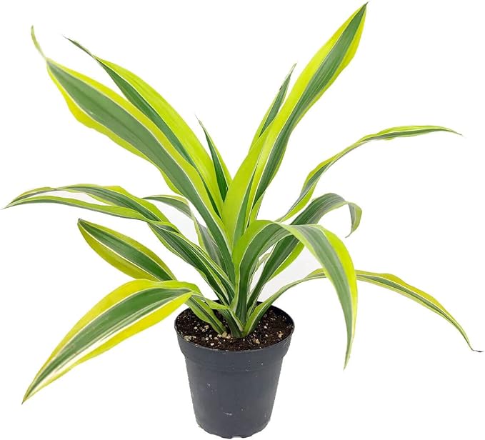Dracaena Lemon Lime (3 Plants in 6" Grower Pot) - Air-Purifying Bright Light houseplant - Easy to Care Houseplant Decoration for Office and Apartment
