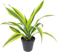 Dracaena Lemon Lime (3 Plants in 6" Grower Pot) - Air-Purifying Bright Light houseplant - Easy to Care Houseplant Decoration for Office and Apartment