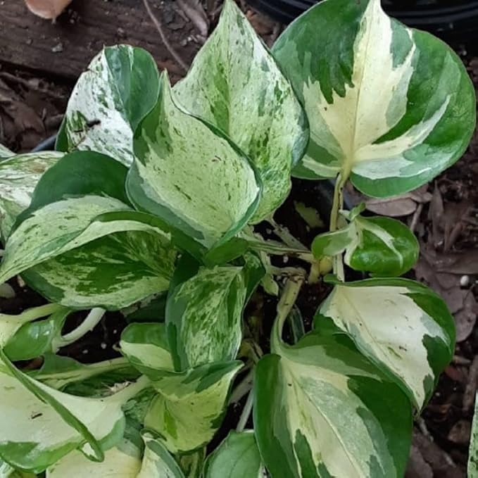 RedCrocus Pearls and Jade Pothos- Indoor Plant with Variegated Green and White Foliage, Air-Purifying, Easy Care, Pet Warning, Hanging & Wall Garden Suitable 8" Hanging Basket