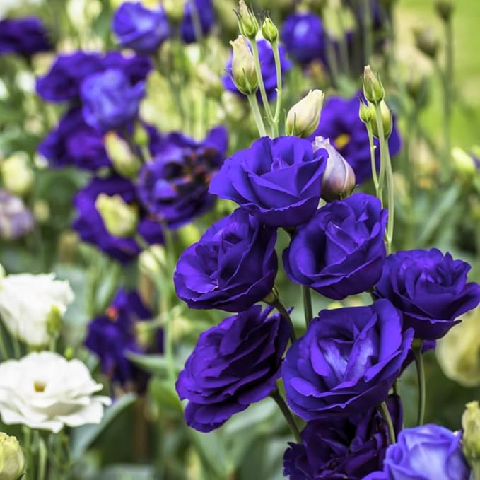 Eustoma Lisianthus Plant Live, Lisianthus Flowers Well Rooted Plug 2-3 Inch Height, Lisianthus Thornless Roses Seedling (Dark Blue Lisianthus)