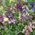 Snapdragons Fairy Bouquet, Linaria Maroccana Seeds, (50+) Beautiful Mix of Bright Colorful Blooms