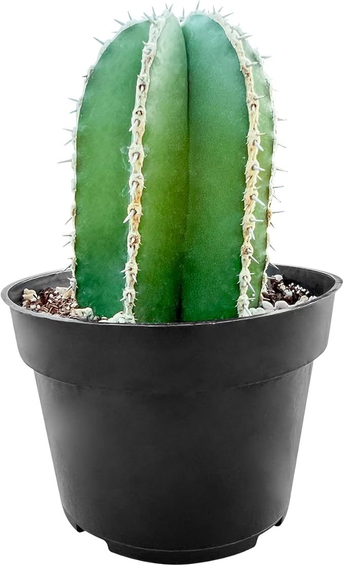 Sprout N Green Mexican Fence Post Cactus | Pachycereus marginatus, 4" to 6" High Live Cacti Plant, Office Home Décor, Keep Away from Pets