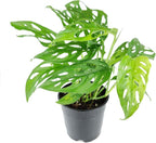 Monstera Adansonii 'Swiss Cheese' (4" Grower Pot) - Air-Purifying Houseplant with White Flowers | Live Healthy Houseplant for Gift or Home Decoration