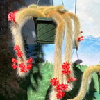Trailing Monkey Tail Cactus Live Plant, Rare Hanging Cactus Succulent, 5-8 Inch Tall Well-Rooted Bareroot