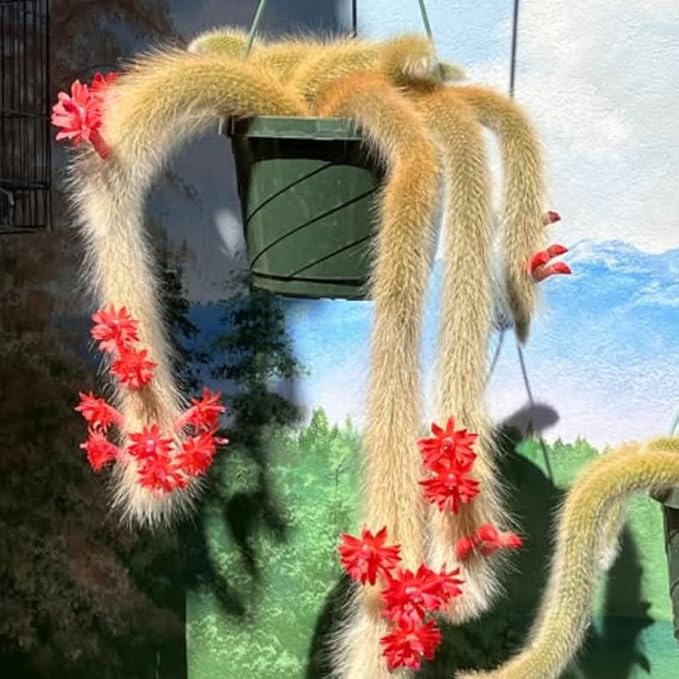 Trailing Monkey Tail Cactus Live Plant, Rare Hanging Cactus Succulent, 5-8 Inch Tall Well-Rooted Bareroot