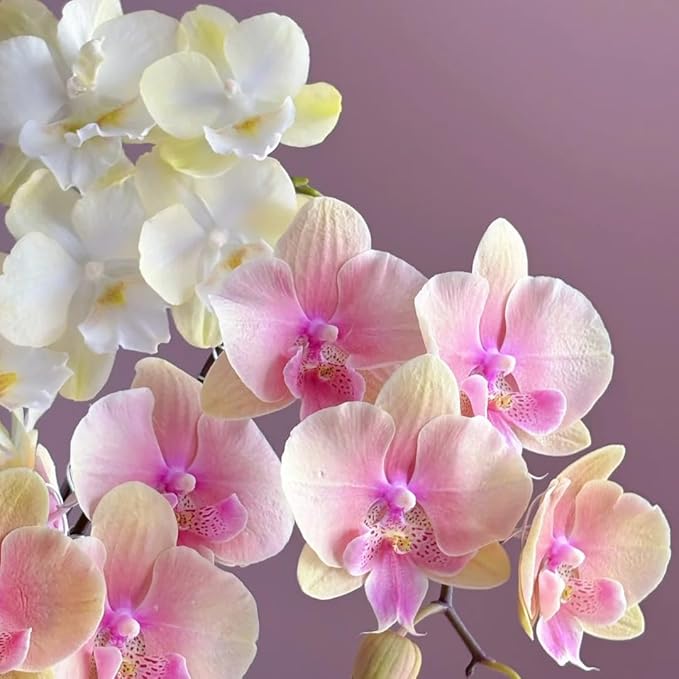 Phalaenopsis Orchid Flower Seed for Planting, 202+ Mixed Phalaenopsis Seeds, Perennial Plant Seed, Non-GMO Heirloom Rare Flower Seed for Home Garden Outdoor
