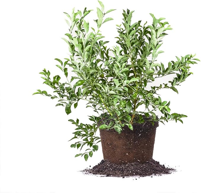 Perfect Plants Premier Blueberry Bush 3 Gallon | Live Plant for Outdoor Planting | Low Maintenance | Delicious Edible Blue Berry Fruit Tree