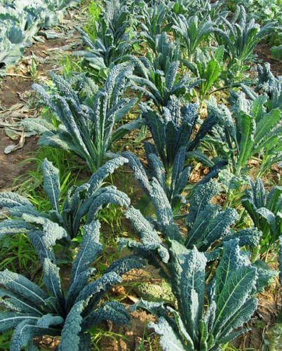 Kale Lacinato (AKA Dinosaur or Tuscan) Great Heirloom Vegetable by Seed Kingdom 500 Seeds