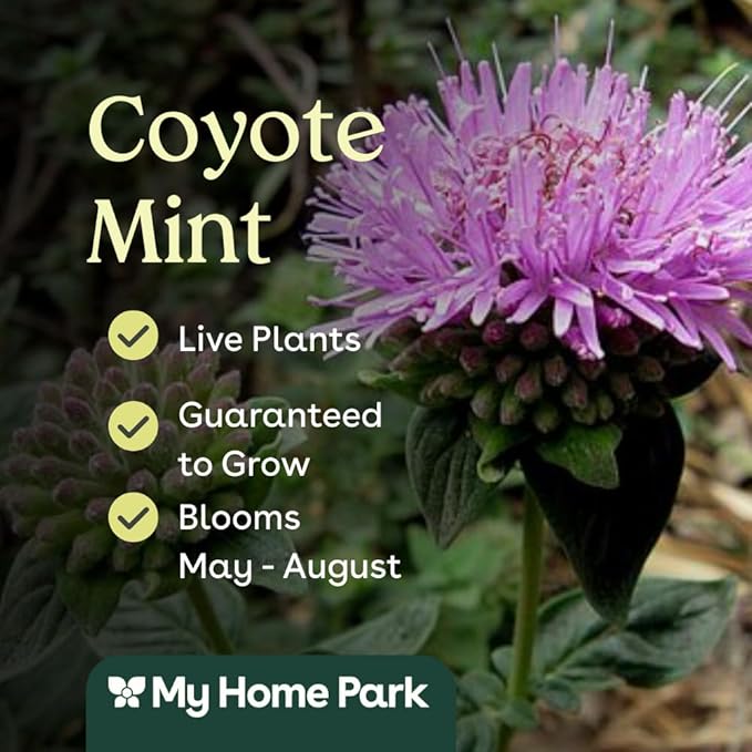 Coyote Mint 6 Live Plants (Monardella villosa) – California Native Wildflower for Outdoor Gardens, Drought Tolerant Pollinator Friendly Landscaping