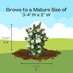 2 Gallon Southern Living Plant Collection Gardenia Diamond Spire Shrub