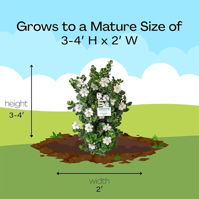 2 Gallon Southern Living Plant Collection Gardenia Diamond Spire Shrub