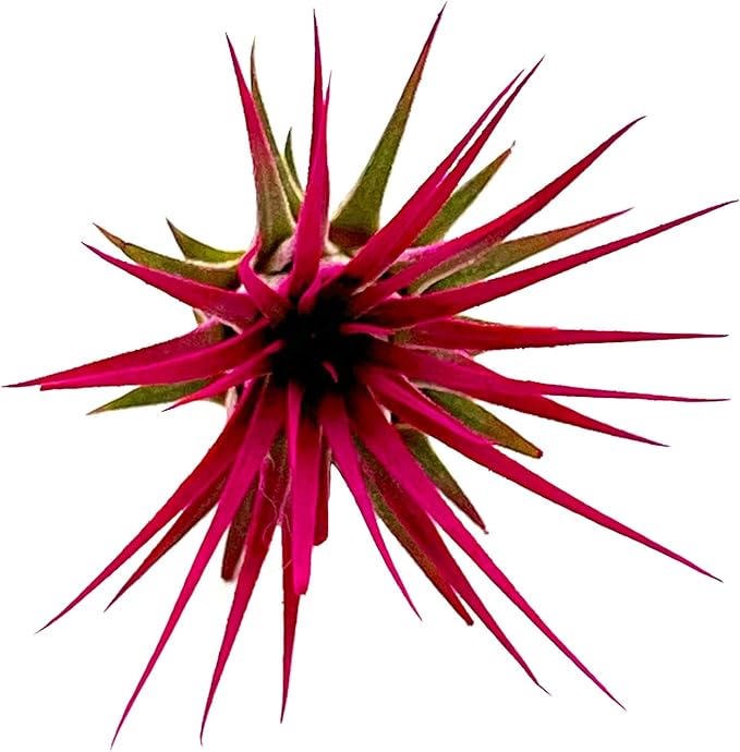 ragnaroc Air Plants - Tillandsia Ionantha, Regular 2-3" - 1ct - Organically Enhanced Color - Live Arrival Guaranteed - House Plants for Home Decor & Gift, Miami Pink