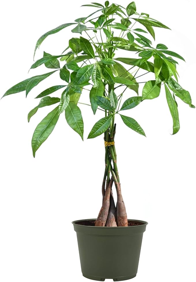 American Plant Exchange Live Money Tree Bonsai – 6-Inch Pot Cover – Braided Trunk Houseplant with Lush Green Leaves, Easy Care Indoor Plant for Homes, Offices, Desks & Feng Shui Décor