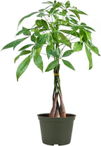 American Plant Exchange Live Money Tree Bonsai – 6-Inch Pot Cover – Braided Trunk Houseplant with Lush Green Leaves, Easy Care Indoor Plant for Homes, Offices, Desks & Feng Shui Décor