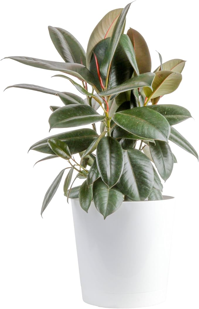 Costa Farms Ficus Live Plant in Decorative Pot, Large Floor Indoor Houseplant, Assorted Variety, Home, Room, or Office Decor, House Warming or Birthday Gift, 2-3 Feet Tall