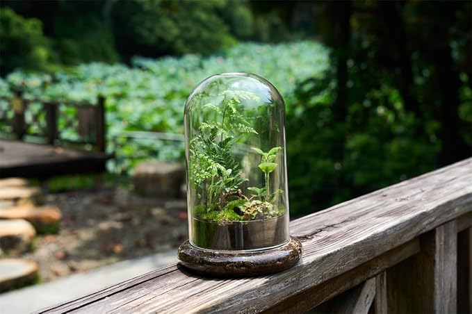 Glass Cloche Dome Terrarium with Base & Ventilation Holes -7.9"x4.7"Clear Display Case for Carnivorous Plants,Succulents,Venus Flytrap & Eternal Roses,Small Desktop Decor Gift Box(No Plants Included)