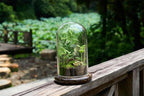 Glass Cloche Dome Terrarium with Base & Ventilation Holes -7.9"x4.7"Clear Display Case for Carnivorous Plants,Succulents,Venus Flytrap & Eternal Roses,Small Desktop Decor Gift Box(No Plants Included)