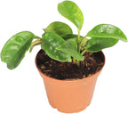 Hoya Carnosa Krinkle Wax Plant with Chocolate Scented Pink Star Shaped Flowers - 2'' from California Tropicals