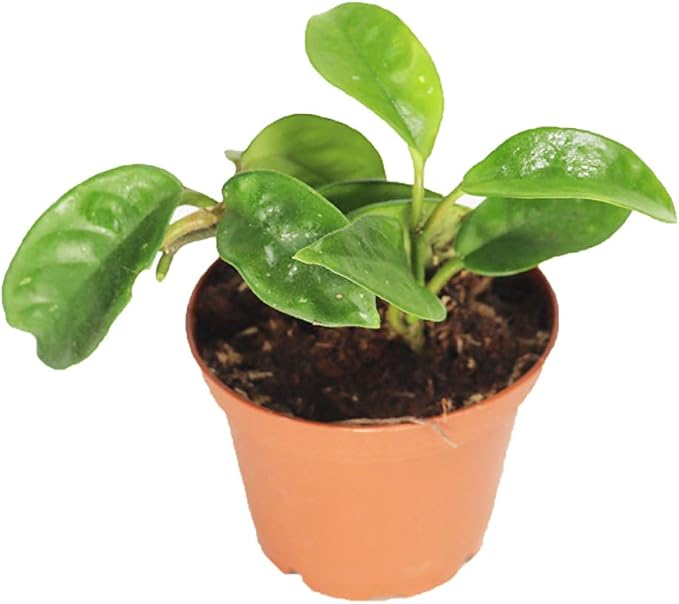 Hoya Carnosa Krinkle Wax Plant with Chocolate Scented Pink Star Shaped Flowers - 2'' from California Tropicals