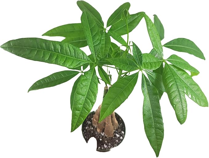 Chinese Money Tree Live Plant - Pachira Aquatica - Braided Chinese Money Plant Live - 12 to 16 inches Tall Live Bonsai Tree - Air Purifying Plant - California Seller