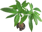 Chinese Money Tree Live Plant - Pachira Aquatica - Braided Chinese Money Plant Live - 12 to 16 inches Tall Live Bonsai Tree - Air Purifying Plant - California Seller