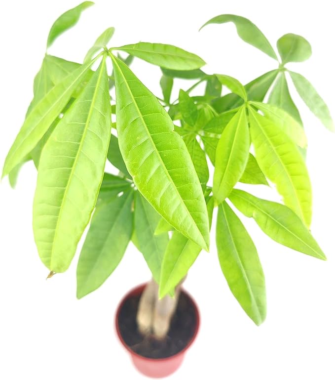 Braided Pachira Stump Money Tree (4 inch) - Lucky Houseplants - 4/6 inch Unique Live Decorative Houseplants - Easy to Care Indoor Plants, Perfect for Office, Home & Feng Shui Decor
