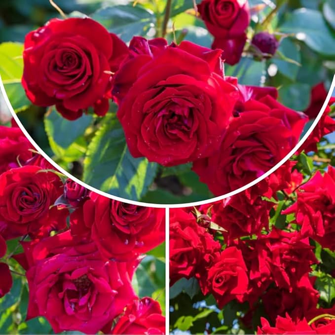 Rose Live Plant, Roses Flower Plant, Fragrant Flower for Planting, 4-6 Inches Tall, Bush Shrub Plants, Well Rooted, Ready to Grow (Red Rose)