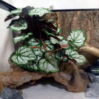 Reptile Plants for Terrarium Decor,Amphibian Habitat Decor,Artificial Plants for Gecko Chameleon Snake Tortoise Tank Accessories with Base (Green heuchera micrantha)