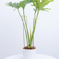 10-Pack Large Indoor Plant Stakes - 15.5-Inch Heavy Duty Metal Supports for Monstera and Outdoor Plants | Ideal for Supporting Tall Plants & Enhancing Garden Displays |