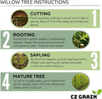 Blackskin Willow Bonsai Tree Cutting to Grow - Rare Dark Branches, Easy-to-Grow Bonsai for Indoor & Outdoor Decor, Beginner-Friendly, Unique Miniature Tree Gift, Fast Growing