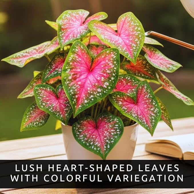 6 Red Alert Caladium Bulbs for Planting Bright Red and Green Spotted Leaves Tropical Foliage Plant for Shade Garden Containers Patio Beds Elephant Ear Style (6 Bulbs)