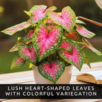 6 Red Alert Caladium Bulbs for Planting Bright Red and Green Spotted Leaves Tropical Foliage Plant for Shade Garden Containers Patio Beds Elephant Ear Style (6 Bulbs)