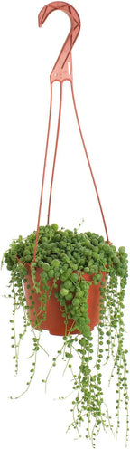 Shop Succulents 6" String of Pearls Hanging Succulent Live Plant, Versatile for Hanging Baskets, Vertical Gardens, Indoor & Outdoor Decor, Low-Maintenance Indoor Plant
