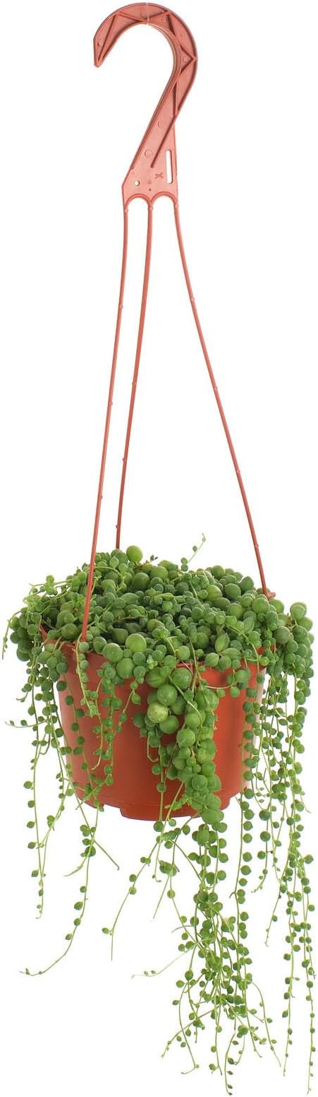 Shop Succulents 6" String of Pearls Hanging Succulent Live Plant, Versatile for Hanging Baskets, Vertical Gardens, Indoor & Outdoor Decor, Low-Maintenance Indoor Plant