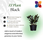 Black ZZ Live Plant by United Nursery 8–12 inchesTall in 6 inch Plant Pot, Easy Care Low Light Indoor House Plant for Office and Home Decor (6-inch)