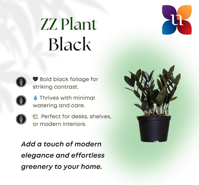 Black ZZ Live Plant by United Nursery 8–12 inchesTall in 6 inch Plant Pot, Easy Care Low Light Indoor House Plant for Office and Home Decor (6-inch)