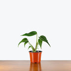 RedCrocus Monstera 'Burle Marx Flame' Indoor Plant- Unique Foliage, Bright Indirect Light, Pet Safe, Container Friendly, Perfect for Modern Decor 6" Pot