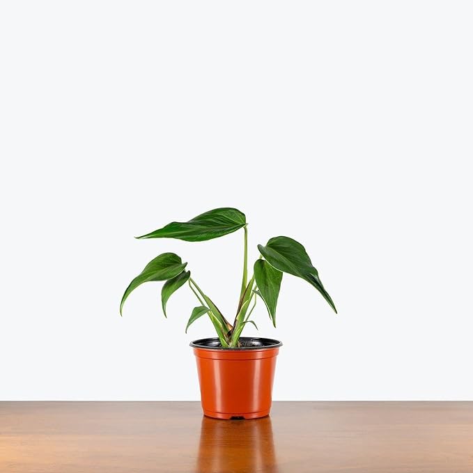 RedCrocus Monstera 'Burle Marx Flame' Indoor Plant- Unique Foliage, Bright Indirect Light, Pet Safe, Container Friendly, Perfect for Modern Decor 6" Pot