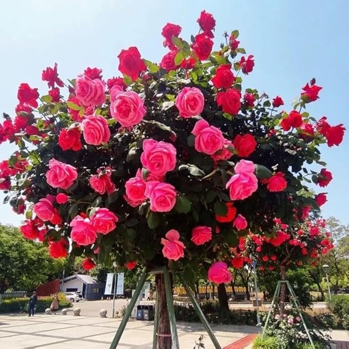 285PCS Mixed Tree Rose Seeds – Multi-Color Rose Tree Flowers for Planting – Hardy, Long-Blooming Ornamental Seeds for Home Gardens, Pots & Outdoor Decor