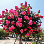 285PCS Mixed Tree Rose Seeds – Multi-Color Rose Tree Flowers for Planting – Hardy, Long-Blooming Ornamental Seeds for Home Gardens, Pots & Outdoor Decor