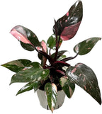 Hopewind Plnats Shop - Philodendron Live Plant, Air Purifying, Easy Care, Easy to Grow, Rare Variety, Live Indoor Plant, 4 inch Pot (Philodendron Pink Princess)