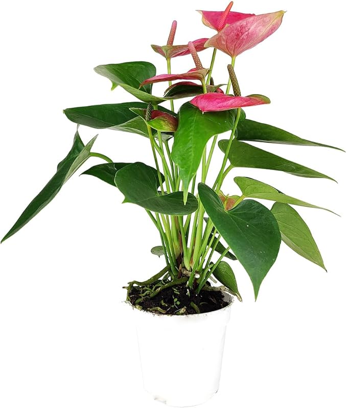 Live Indoor Flowering Houseplants, Anthurium Pink in 4" Grower Pot, Easy Care Houseplants