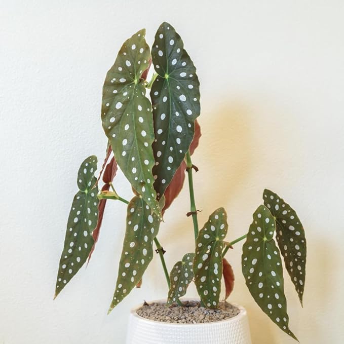Begonia Live Plant, Begonias Live Plant, Rare Begonias Plants, 5-7 Inches in Height for Indoor Houseplant (Polka Dot Angel Wing Begonia)