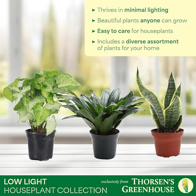 Thorsen's Greenhouse Live Low Light Houseplants (3 Pack), Easy to Grow Indoor Plants, Grower's Choice Bundle, 4-inch Diameter Established Plants, Nursery Pot (3-Pack)