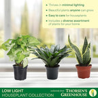 Thorsen's Greenhouse Live Low Light Houseplants (3 Pack), Easy to Grow Indoor Plants, Grower's Choice Bundle, 4-inch Diameter Established Plants, Nursery Pot (3-Pack)