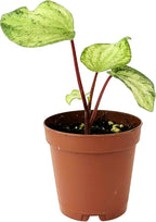 Live Plant Peperomia Gold Dust 4" - Easy to Care and Grow Air Purifying Indoor House Plants - Rare Peperomia - Flowers for Home Office Room Decor & Giftable(Heat Pack Included)