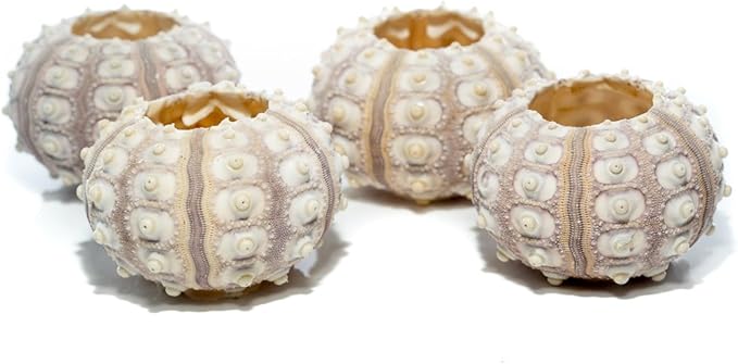 Nautical Crush Trading Sea Urchins Shells for Air Plants - 4 Purple Sputnik (1.5-3") Sea Urchin Shells - Hanging Air Plant Holder - Air Plants Live Holders - Air Plant Pot - No Plants Included