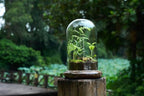 Glass Cloche Dome Terrarium with Base & Ventilation Holes -7.9"x4.7"Clear Display Case for Carnivorous Plants,Succulents,Venus Flytrap & Eternal Roses,Small Desktop Decor Gift Box(No Plants Included)