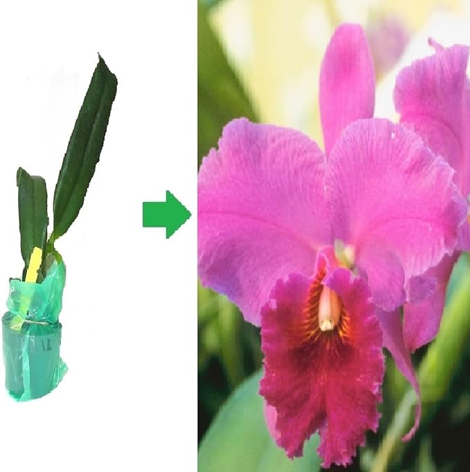 Hawaiian Cattleya Orchid Starter Plant - 6 - 10 Inches Tall, Planted in 2 Inch Pot - no Bloom - Discount HawaiianGIft